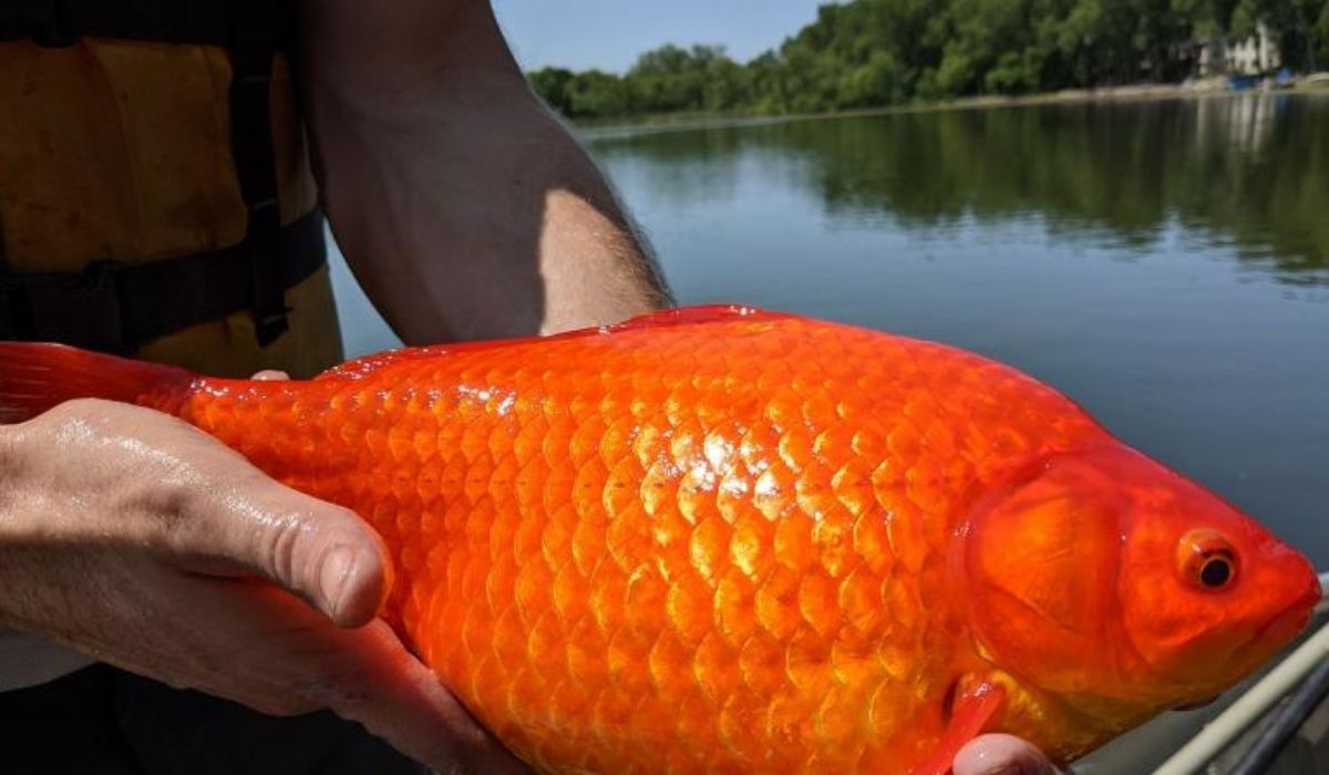 Gaint Gold Fish